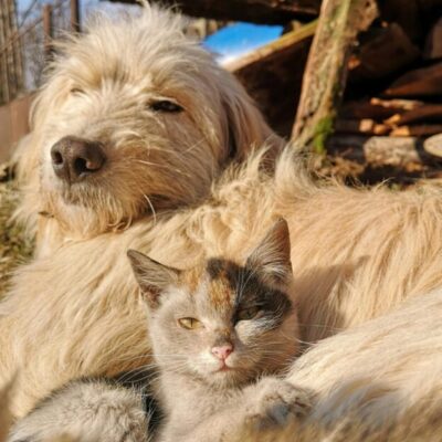 Employee Benefits | Prioritizing Pet Insurance