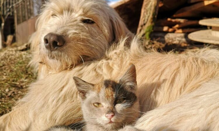 Employee Benefits | Prioritizing Pet Insurance